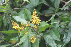 Heteropterys laurifolia