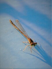 Ischnura elegans