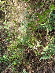 Lygodium volubile