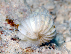 Surrepifungium costulatum