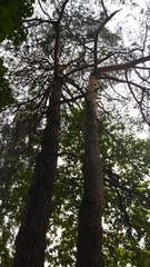Pinus sylvestris