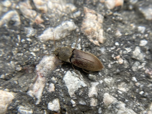 Dusky Wireworm