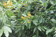 Heteropterys laurifolia