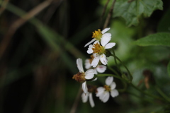 Alloispermum