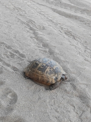 Testudo graeca ibera