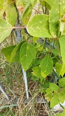 Acer negundo