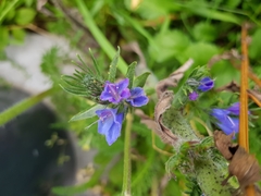 Echium vulgare