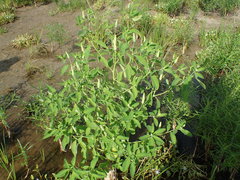 Sphenoclea zeylanica