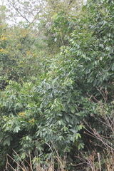 Heteropterys laurifolia