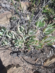 Aloe humilis
