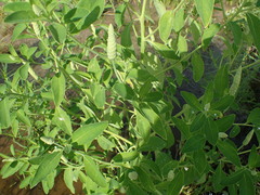Sphenoclea zeylanica