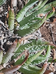 Aloe humilis