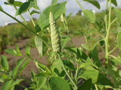 Sphenoclea zeylanica