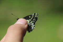 Catasticta semiramis