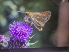 Thymelicus sylvestris