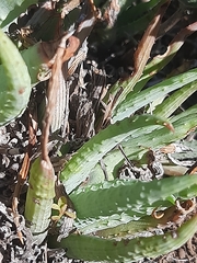 Aloe humilis