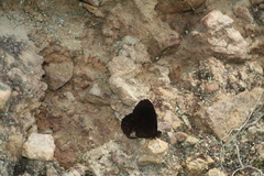 Pedaliodes phoenissa