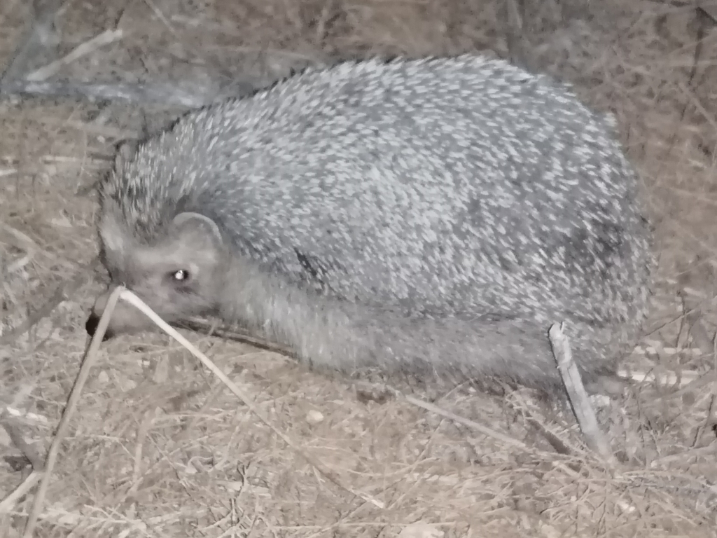 North African Hedgehog