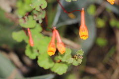 Tropaeolum tuberosum