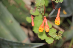 Tropaeolum tuberosum