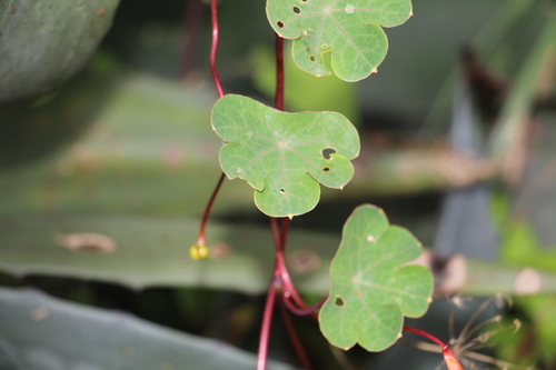 Image of Tropaeolum tuberosum by (c) Andrés Ramírez-Barrera, some rights reserved (CC BY)