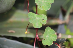 Tropaeolum tuberosum