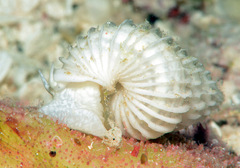 Surrepifungium costulatum