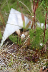 Stellaria crassifolia