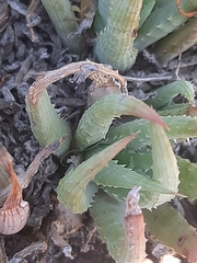 Aloe humilis