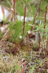 Stellaria crassifolia