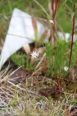Stellaria crassifolia