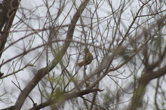 Icterus pustulatus graysonii