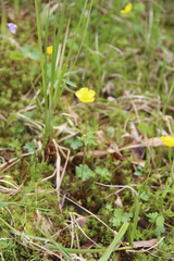 Ranunculus propinquus subborealis