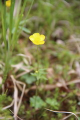 Ranunculus propinquus subborealis