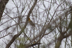 Icterus pustulatus graysonii