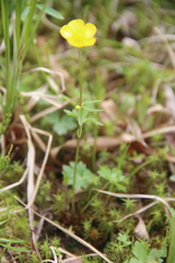 Ranunculus propinquus subborealis