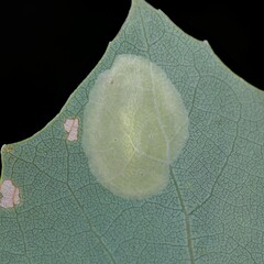 Phyllonorycter sagitella