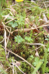 Ranunculus propinquus subborealis