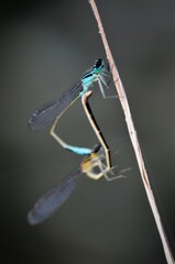 Ischnura elegans