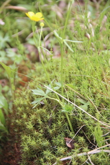 Ranunculus propinquus subborealis