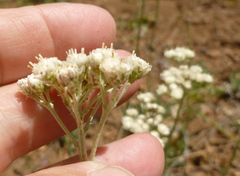 Antennaria argentea