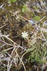 Stellaria crassifolia