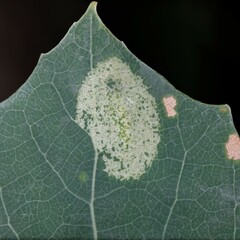 Phyllonorycter sagitella