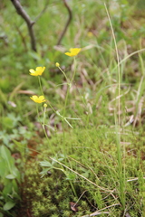 Ranunculus propinquus subborealis