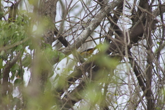 Icterus pustulatus graysonii