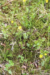 Ranunculus propinquus subborealis