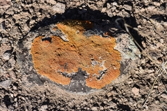 Xanthomendoza trachyphylla