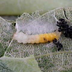 Phyllonorycter sagitella