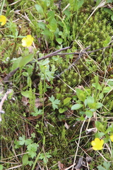 Ranunculus propinquus subborealis