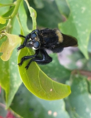Mallophora leschenaulti